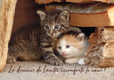 Carte postale avec verset 2 chatons blottis l'un contre l'autre
