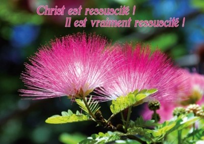 Carte postale Pâques avec citation fleurs d'albizia