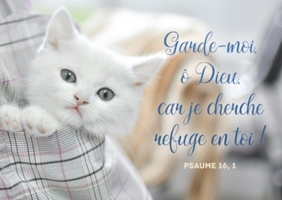 Carte postale avec verset chaton blanc dans une poche