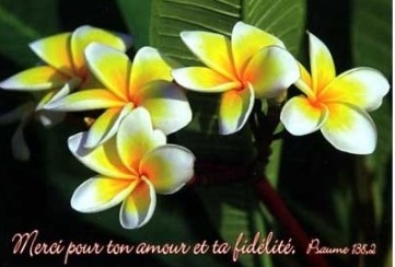 Mini carte fleurs de frangipagnier