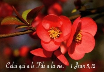 Mini carte fleurs d'arbre