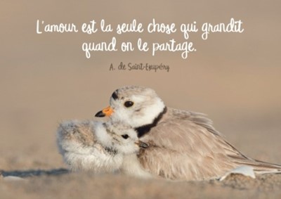 Mini carte maman oiseau et son petit