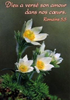 Mini carte fleurs blanche
