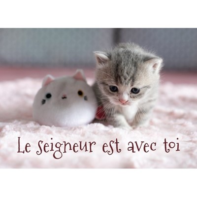 Mini carte chaton et peluche