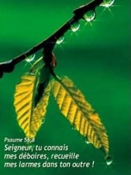 Mini carte feuilles d'arbre au printemps
