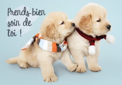 Carte postale avec deux golden retrievers avec des écharpes