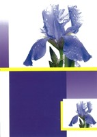 Lot de 6 cartes doubles iris
