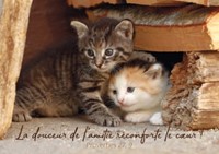 Carte postale avec verset 2 chatons blottis l'un contre l'autre