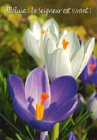 Mini carte Pâques crocus mauve et blanc