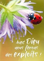 Mini carte coccinelle posée sur une fleur parme