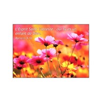 Mini carte cosmos rose