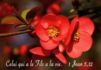 Mini carte fleurs d'arbre