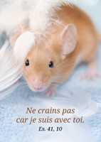 Mini carte souris jouant dans des plumes