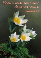 Mini carte fleurs blanche