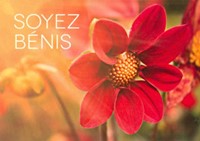 Mini carte Dahlia dans le soleil couchant