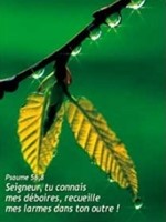 Mini carte feuilles d'arbre au printemps