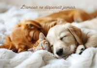 Carte postale avec verset chiots et chaton qui dorment sur une couverture blanche