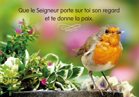 Carte postale message rouge gorge posé sur un muret