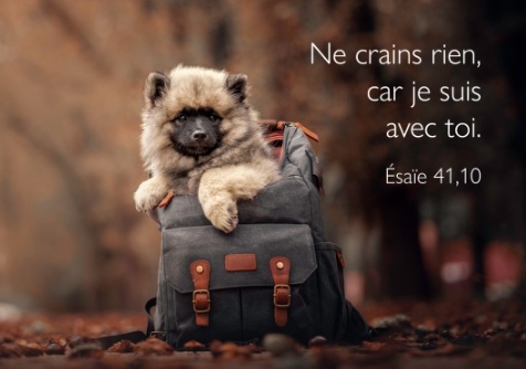 Carte postale avec verset chien dans un sac à dos