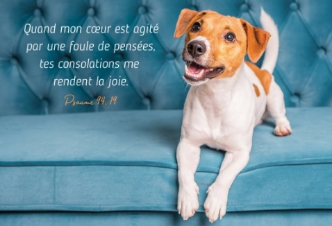 Carte postale avec verset chien Jack Russel sur un canapé