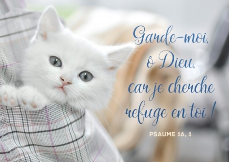 Carte Postale Ancienne - Chat / Chaton Français - Époque Pré-1914 - Non Voyagée