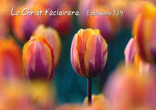 Mini carte tulipes multicolores