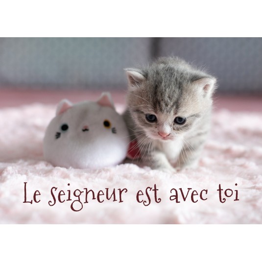 Mini carte chaton et peluche