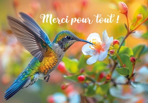 Carte postale merci Colibri butinant une fleur blanche