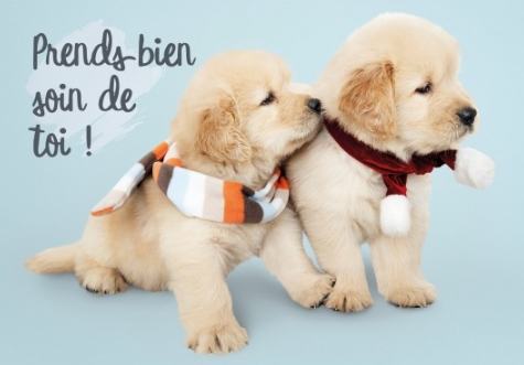 Carte postale avec deux golden retrievers avec des écharpes