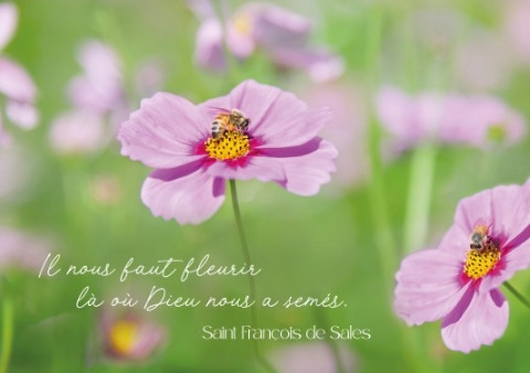 Carte postale citation Fleurs de cosmos dans un champ