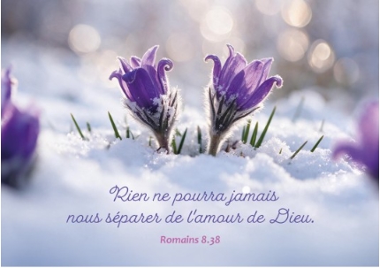 Carte postale avec verset petites fleurs de printemps dans la neige